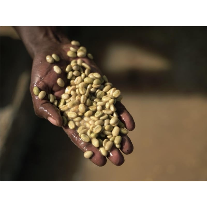 凛*様 【コーヒー生豆格安】モカ イリガチェフ チェルベサG-1 ウォッシュド 凛*様 【コーヒー生豆格安】モカ イリガチェフ チェルベサG-1