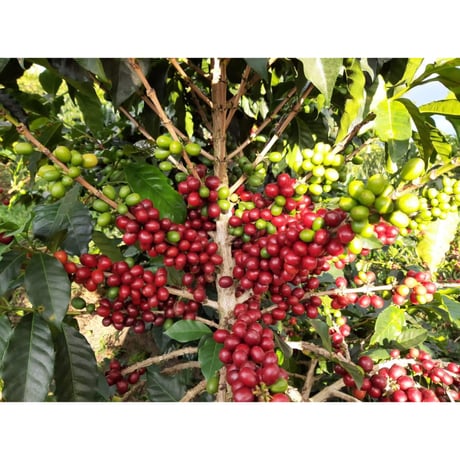 コロンビア・サンラファエル・ウォーターメロン・ インフューズド＆コーファーメンテーションズ　100g（豆もしくは粉）