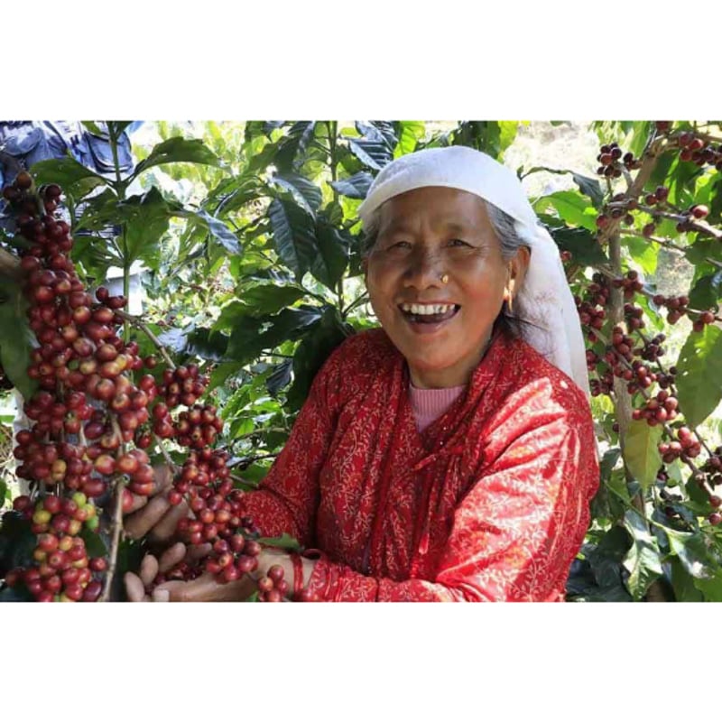 ネパール・カブレ・ブルボン/ピンクブルボン・ウォッシュト 100g