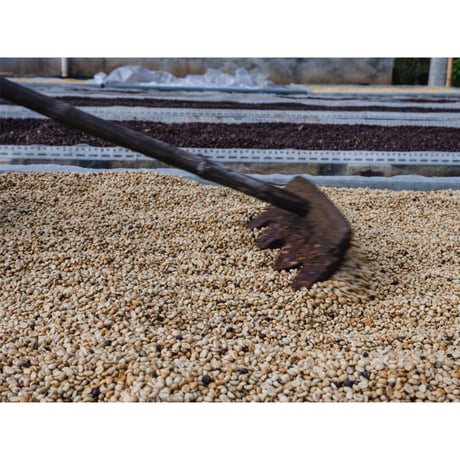 中国・雲南 プーアル・SILANJIA Coffee Farm・トリプルファーメンテーション ナチュラル 100g（豆もしくは粉）
