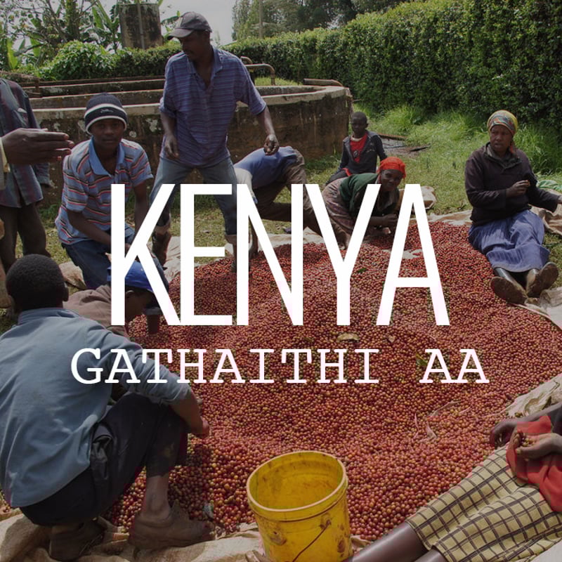 ケニア・ガタイティ AA (フルシティロースト) 100g | Cruise Town Cof