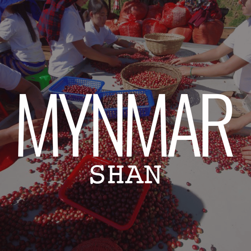 ミャンマー・オレンジ サンシャイン G1・シャン州ピンダヤ村 100g