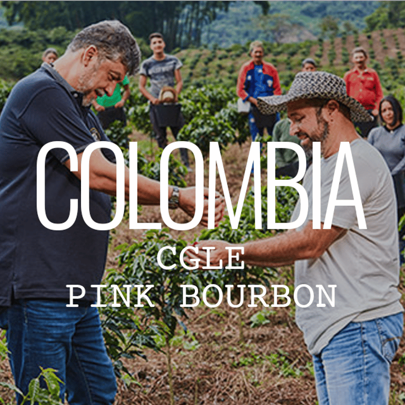 コロンビア パウダーピンク ソースボート コロンビア パウダーピンク ソースボート