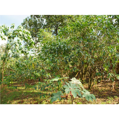 【デカフェ】THE DECAF ETHIOPIA SIDAMO G2 WASHED Mountain Water Process 100g（豆もしくは粉）