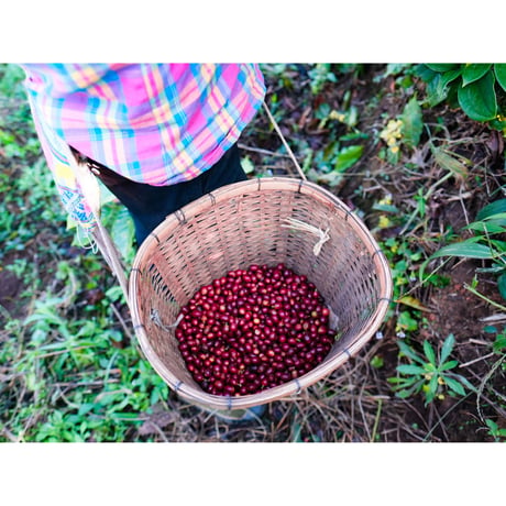 中国・雲南 プーアル・SILANJIA Coffee Farm・トリプルファーメンテーション ナチュラル 100g（豆もしくは粉）