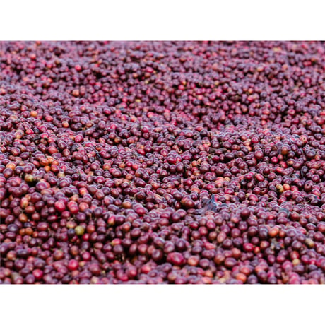 中国・雲南 プーアル・SILANJIA Coffee Farm・トリプルファーメンテーション ナチュラル 100g（豆もしくは粉）