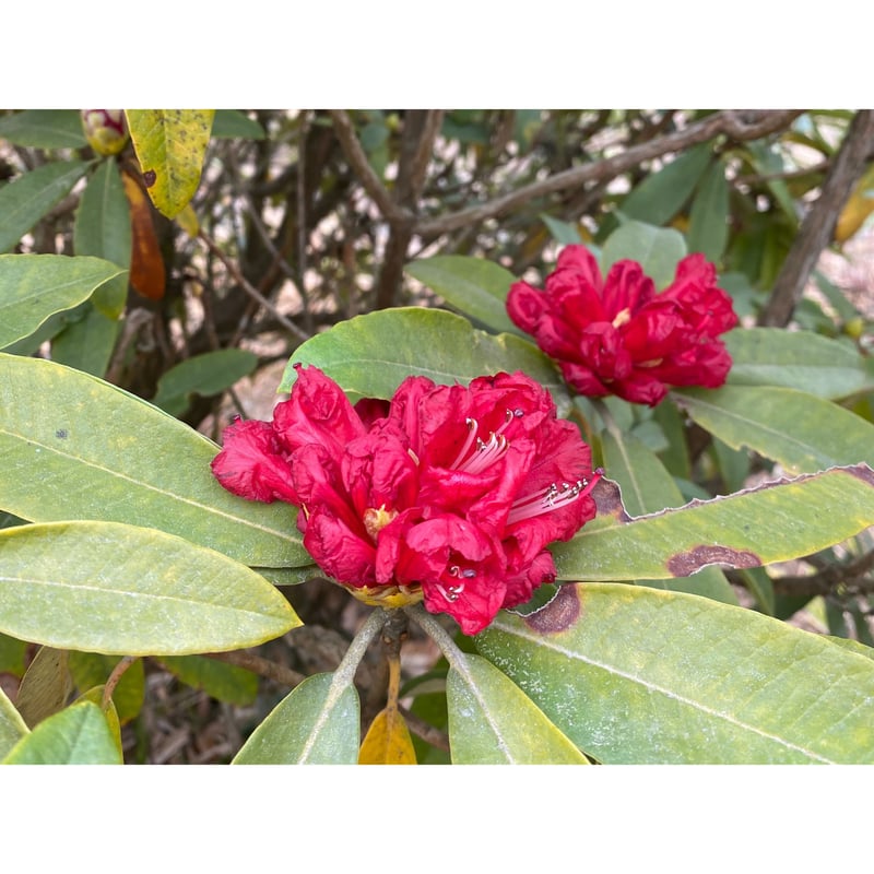 ネパール・ヒマラヤン ヴァサンタ・ウォッシュト 100g | Cruise Town