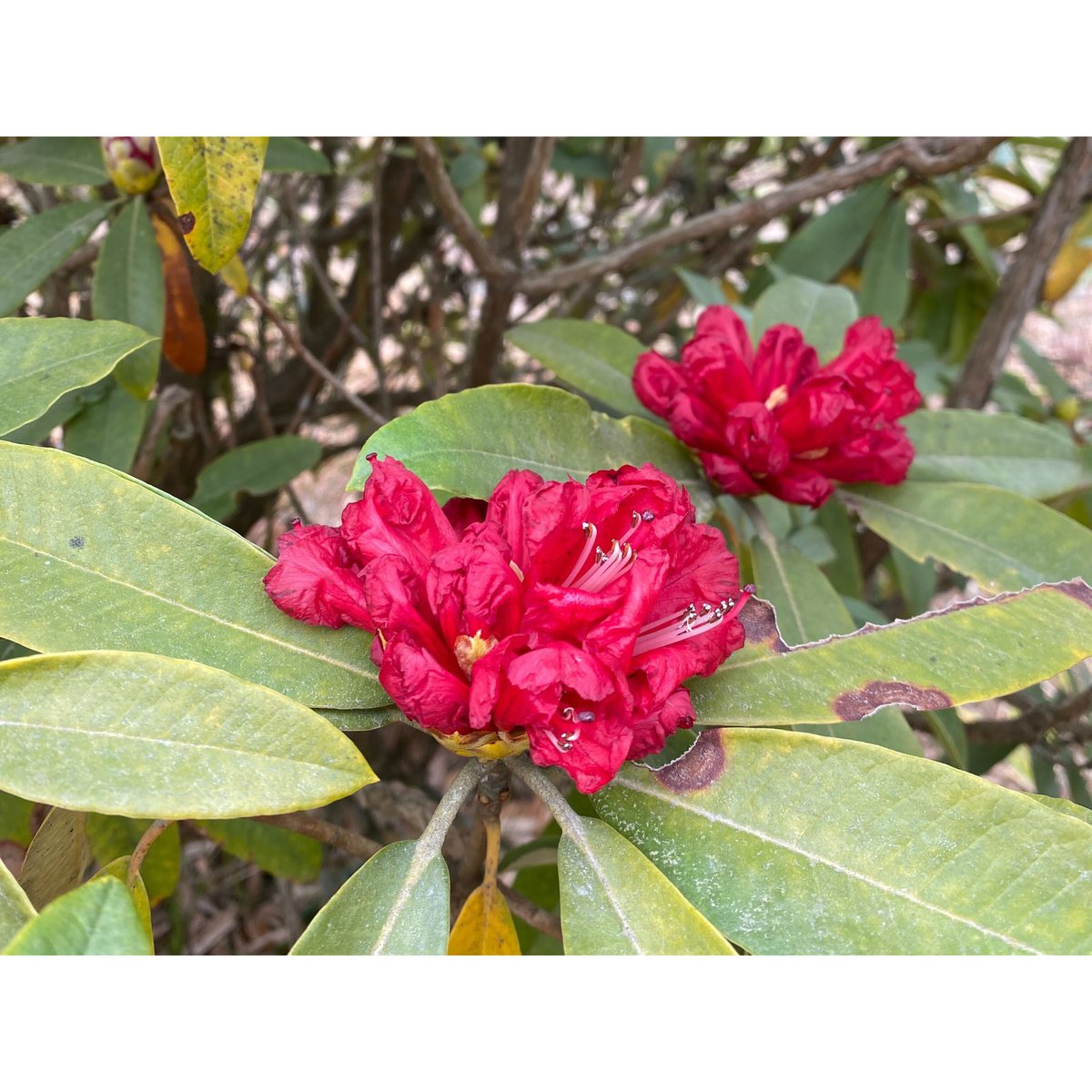 パルナシウス・ハードウィッキー（オス、ネパール産） ネパール・ヒマラヤン ヴァサンタ・ウォッシュト 100g | Cruise Town