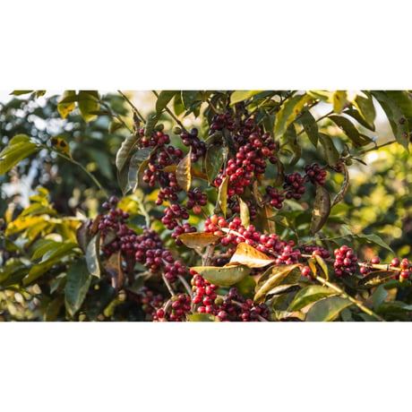 中国・雲南 プーアル・SILANJIA Coffee Farm・トリプルファーメンテーション ナチュラル 100g（豆もしくは粉）