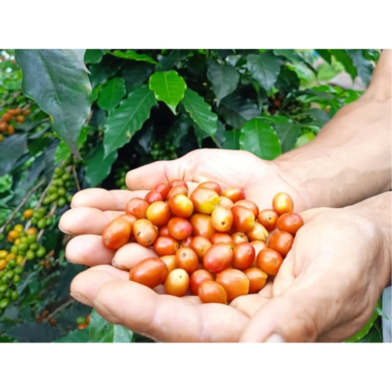 コロンビア・CGLE・ポトシ農園・ピンクブルボン・ウォッシュト