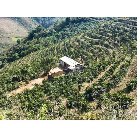 中国・雲南 プーアル・SILANJIA Coffee Farm・トリプルファーメンテーション ナチュラル 100g（豆もしくは粉）