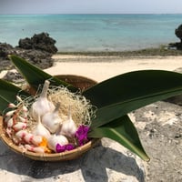 与論の島にんにく《小粒フリーサイズ》