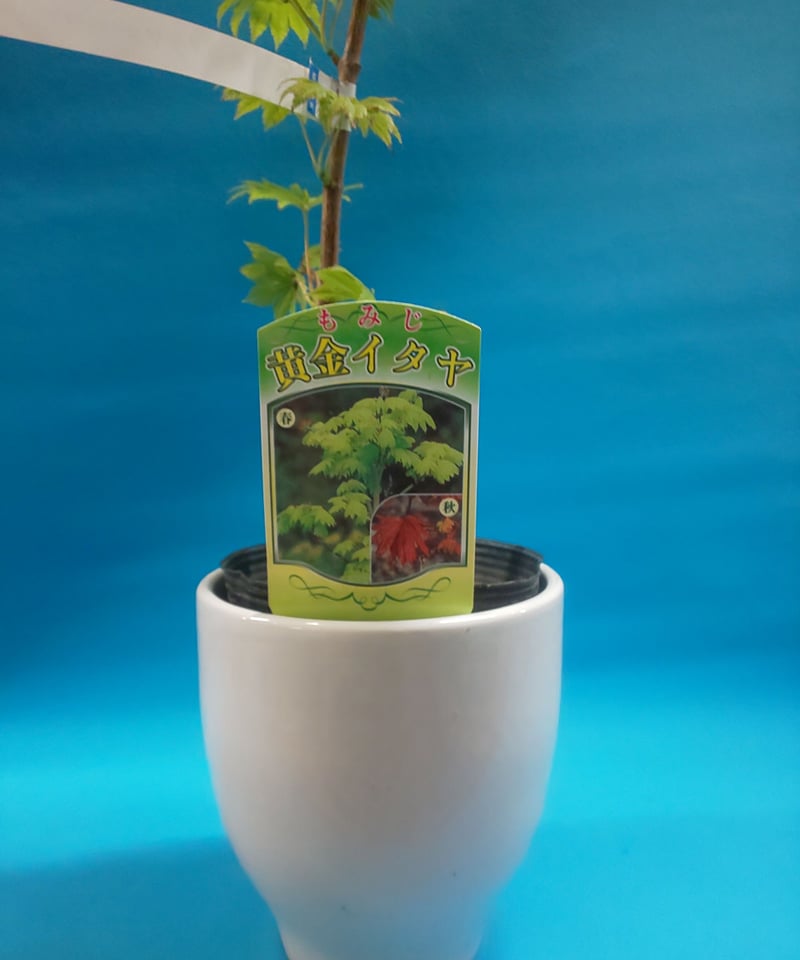 もみじ「黄金イタヤ」 | 光鶴園