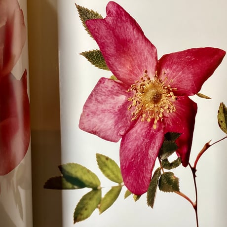 Irving Penn『FLOWERS』(古本)