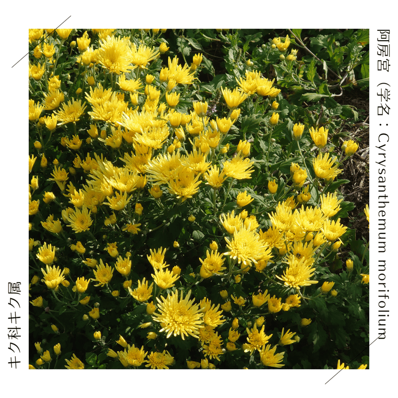 11月限定］華やかな香りと甘やかさ、シルキーな触感を楽しめる「阿房宮