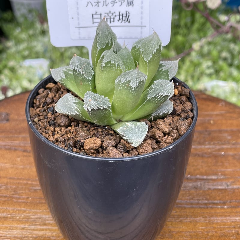 希少多肉植物 ハオルチア属 白帝城 2.5号 | きむらフローリスト
