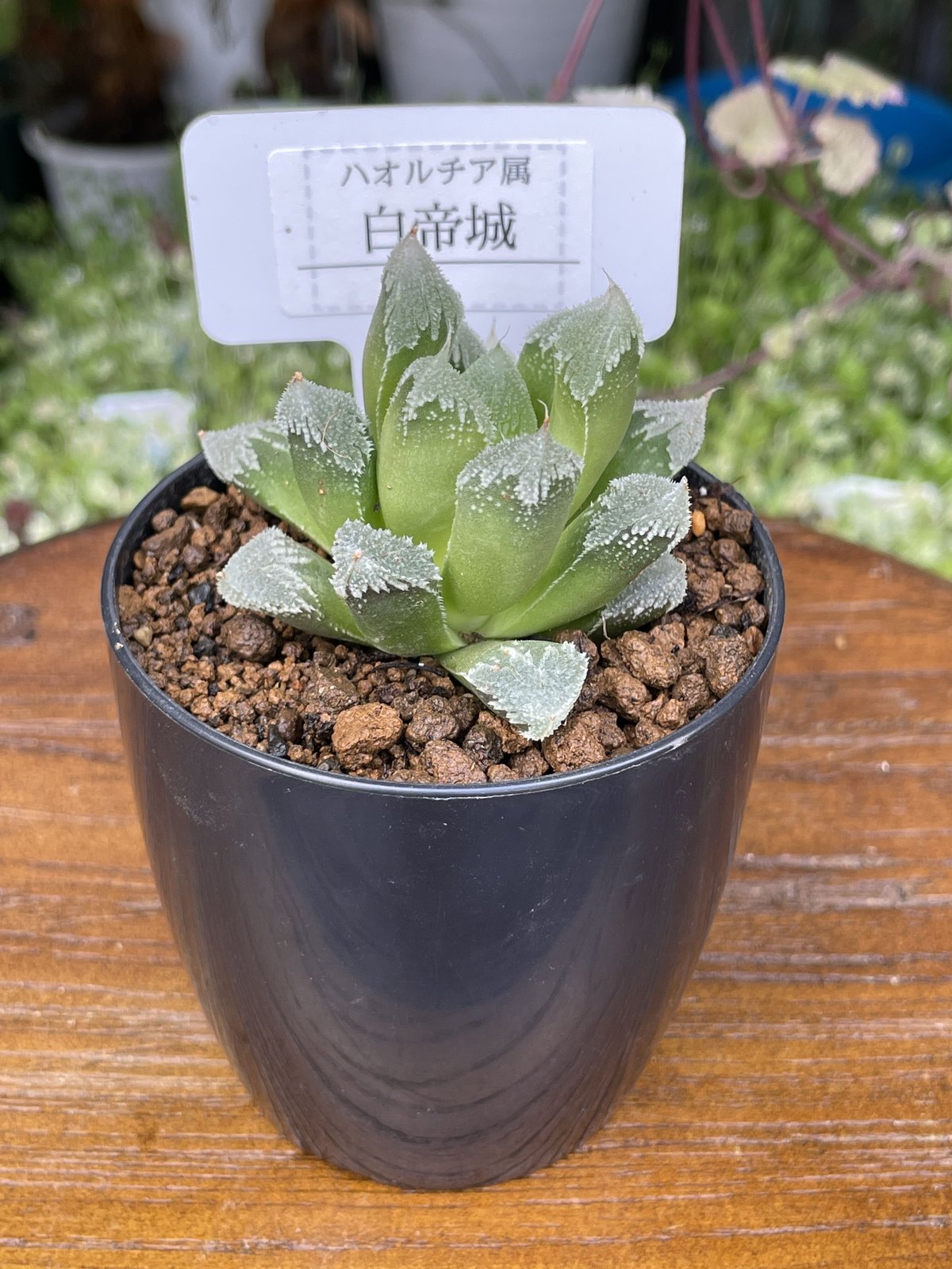 希少多肉植物 ハオルチア属 白帝城 2.5号 | きむらフローリスト