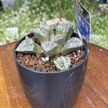 希少多肉植物　ハオルチア属　黒白銀　2.5号