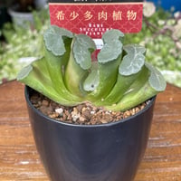 希少多肉植物　玉扇　『　キャンドル　』　2.5号