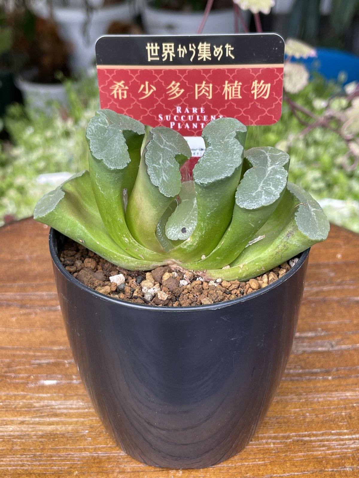 希少多肉植物 玉扇 『 キャンドル 』 2.5号 | きむらフローリスト
