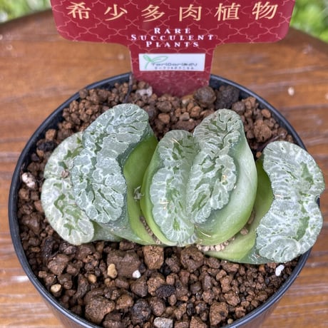希少多肉植物　玉扇　『　海野グリーン　』　2.5号