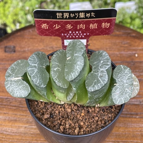 希少多肉植物　玉扇　『　大繩　』　2.5号