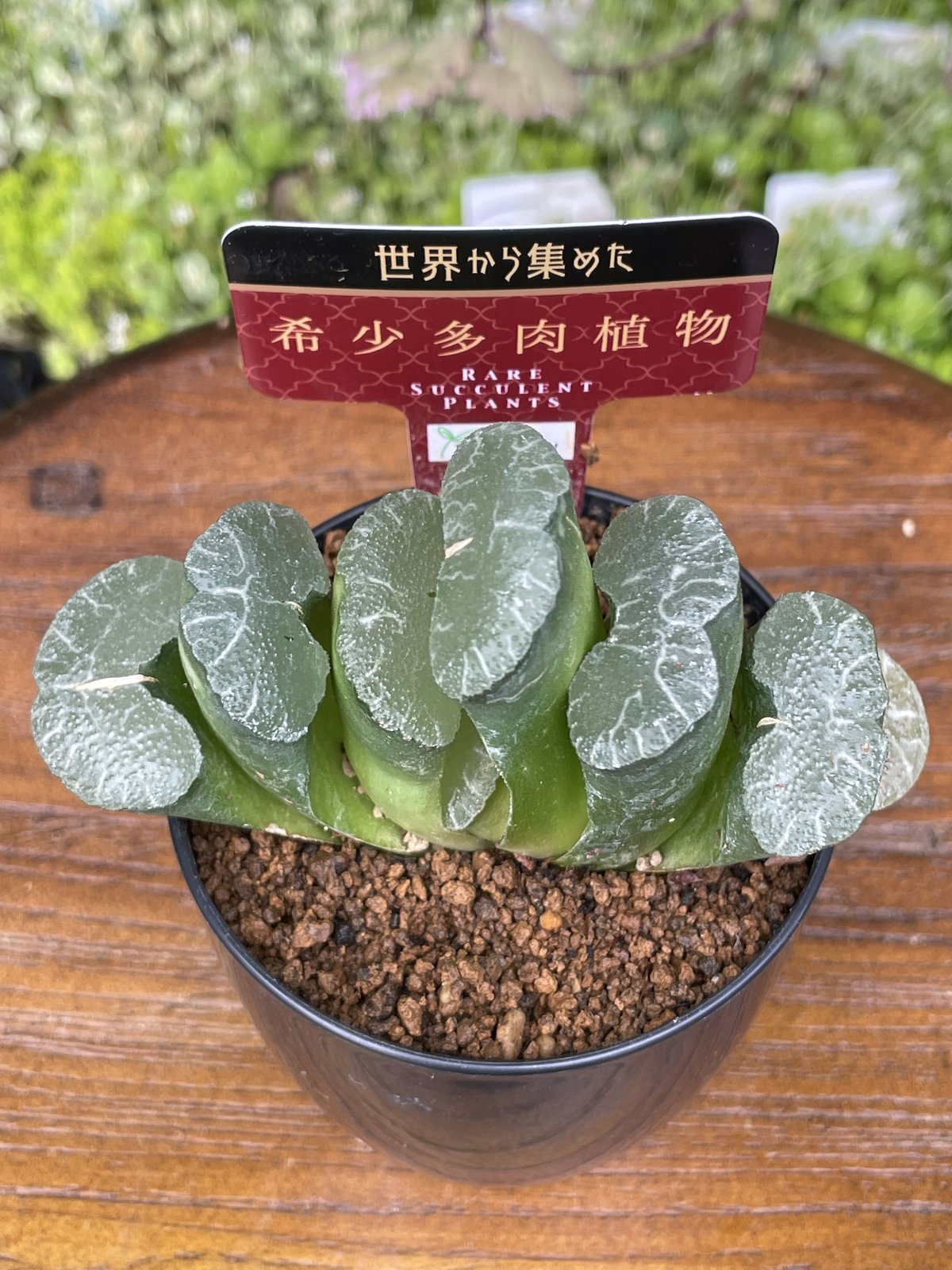 大型玉扇  美品 fit=scale-down,w=1200