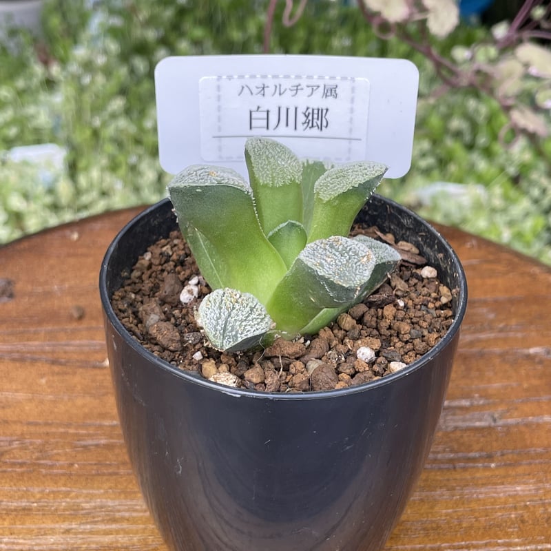 希少多肉植物 ハオルチア属 白川郷 2.5号 | きむらフローリスト