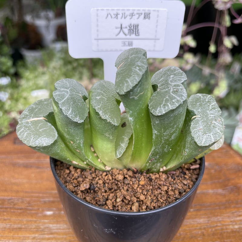 希少多肉植物 玉扇 『 大繩 』 2.5号 | きむらフローリスト