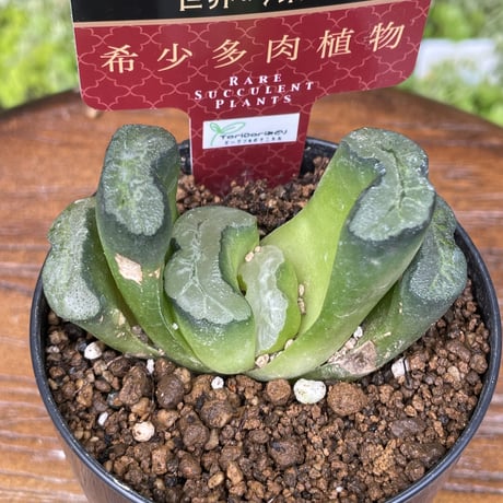 希少多肉植物　玉扇　ステンドグラス　2.5号