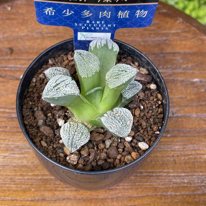 希少【多肉植物写真集】 国際多肉植物協会 希少【多肉植物写真集】 国際多肉植物協会 多肉植物写真集(国際