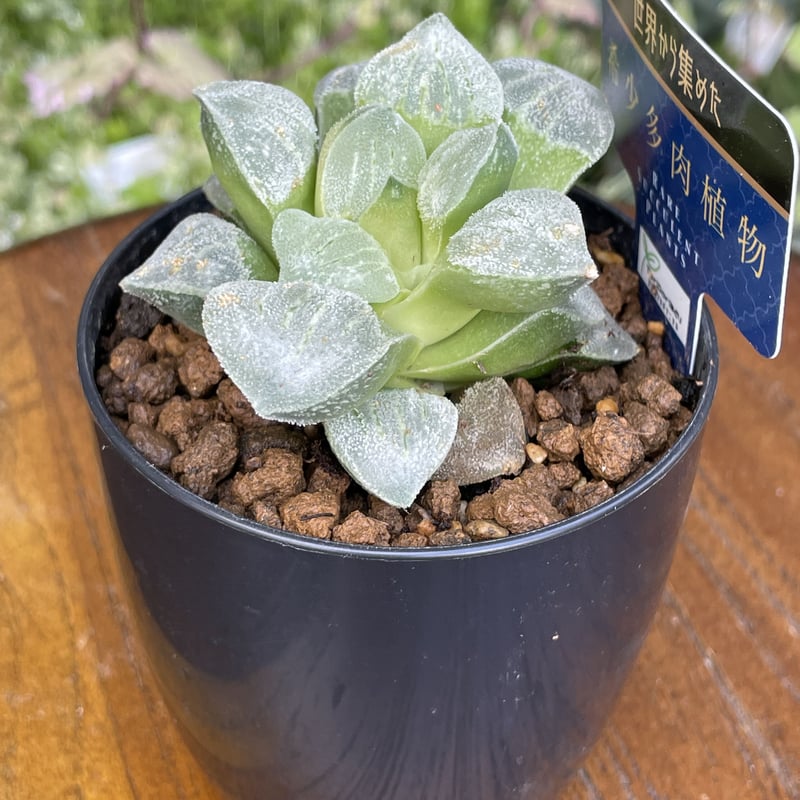 希少多肉植物 ハオルチア属 白魔 2.5号 | きむらフローリスト