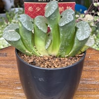 希少多肉植物　玉扇　『　大繩　』　2.5号