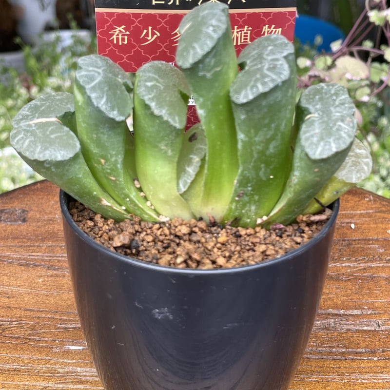 大型玉扇  美品 多肉植物：ハオルチア 玉扇 大型おたふく*幅7cm : 遊恵盆栽 Yahoo!店