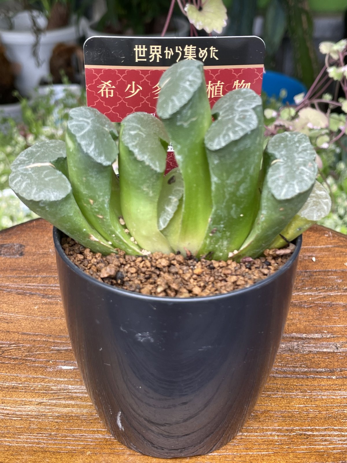 希少多肉植物 玉扇 『 大繩 』 2.5号 | きむらフローリスト