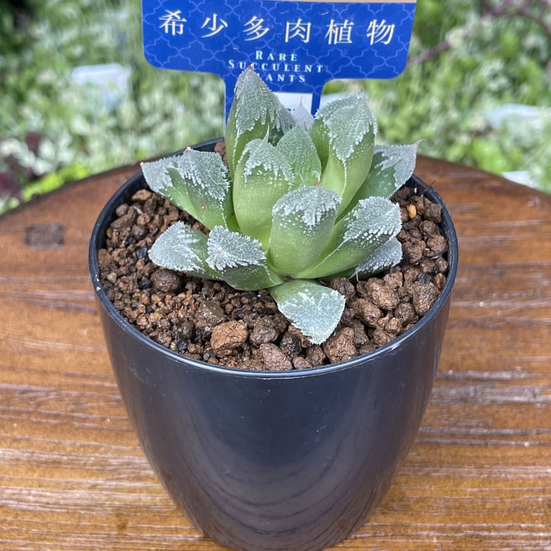 希少【多肉植物写真集】 国際多肉植物協会 希少【多肉植物写真集】 国際多肉植物協会 多肉植物写真集
