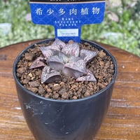 希少多肉植物　ハオルチア属　花魁　2.5号