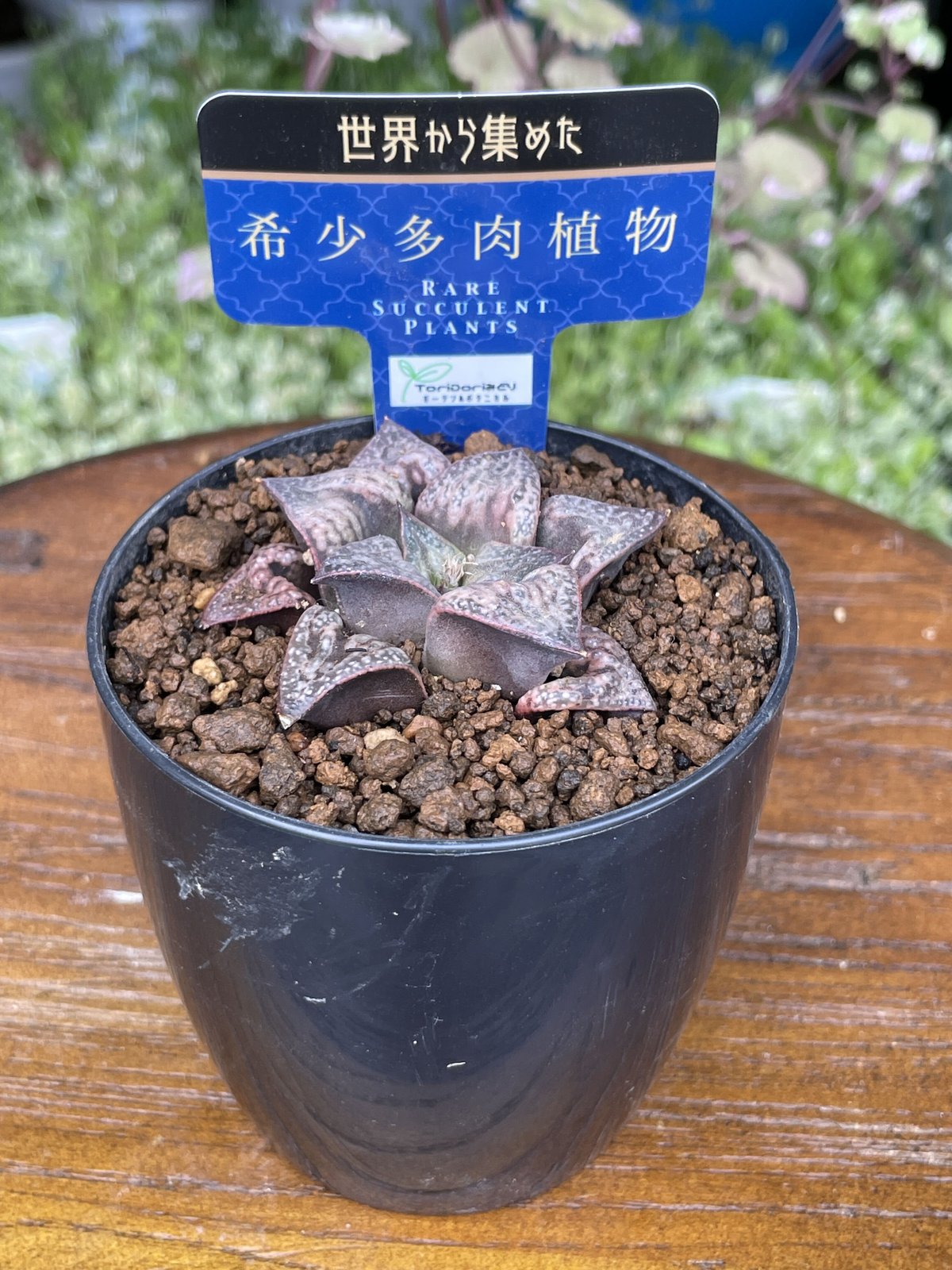 希少【多肉植物写真集】 国際多肉植物協会 希少【多肉植物写真集】 国際多肉植物協会 多肉植物写真集