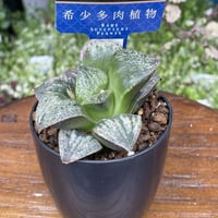 希少多肉植物　ハオルチア属　聖龍　2.5号