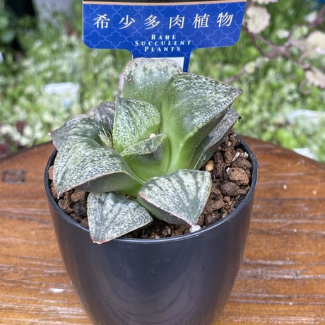 希少多肉植物　ハオルチア属　聖龍　2.5号