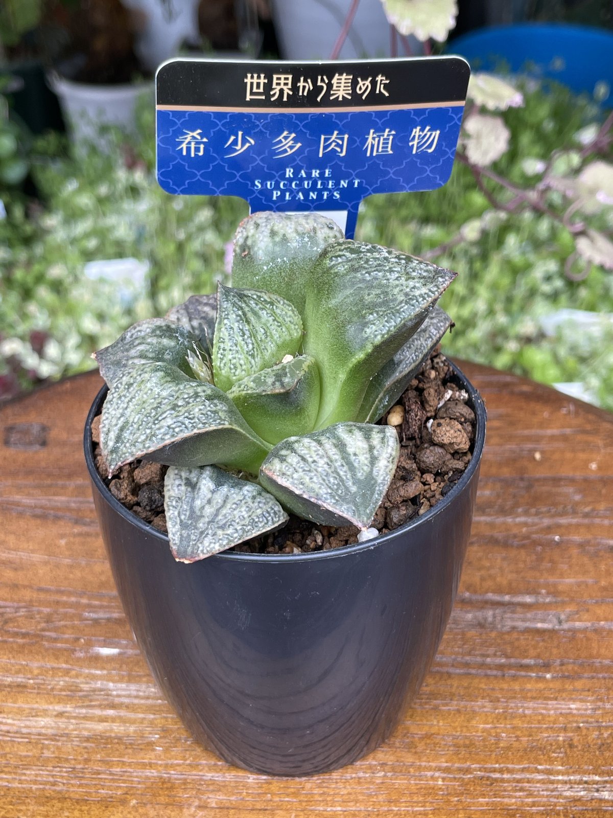 希少多肉植物 ハオルチア属 聖龍 2.5号 | きむらフローリスト