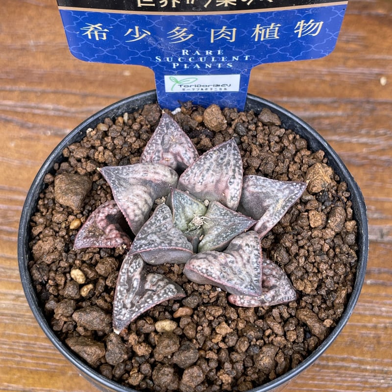 希少多肉植物 ハオルチア属 花魁 2.5号 | きむらフローリスト
