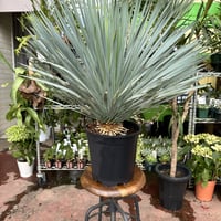 ユッカ　ロストラータ