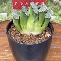 希少多肉植物　玉扇　『　みだれ髪　』　2.5号