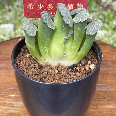 希少多肉植物　玉扇　『　みだれ髪　』　2.5号