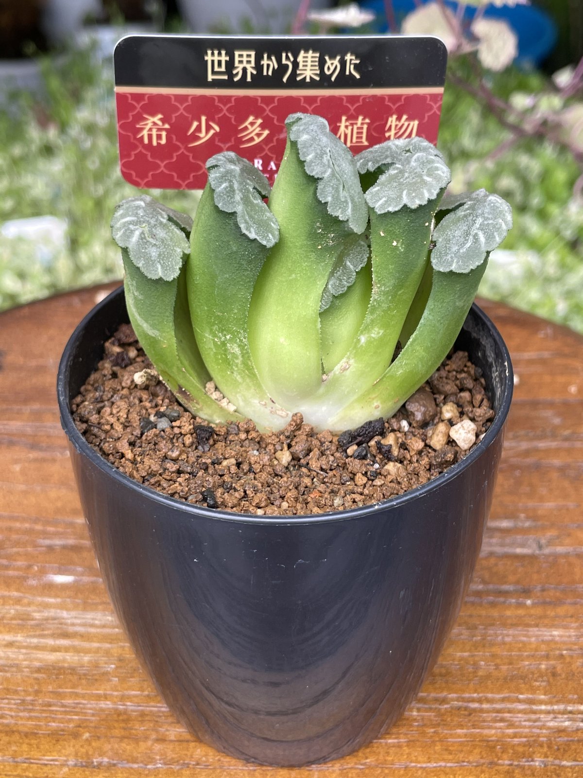 希少多肉植物 玉扇 『 みだれ髪 』 2.5号 | きむらフローリスト