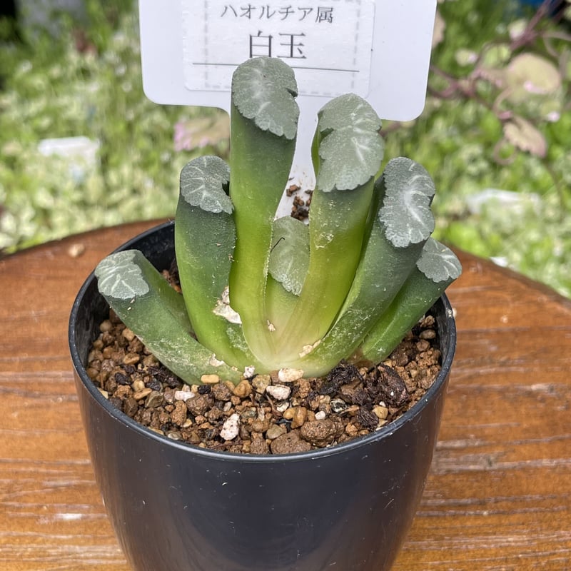 39d ハオルチア　多肉植物　広重玉扇錦　自家繁殖 39d ハオルチア 多肉植物 広重玉扇錦 自家繁殖 39d ハオルチア 多肉