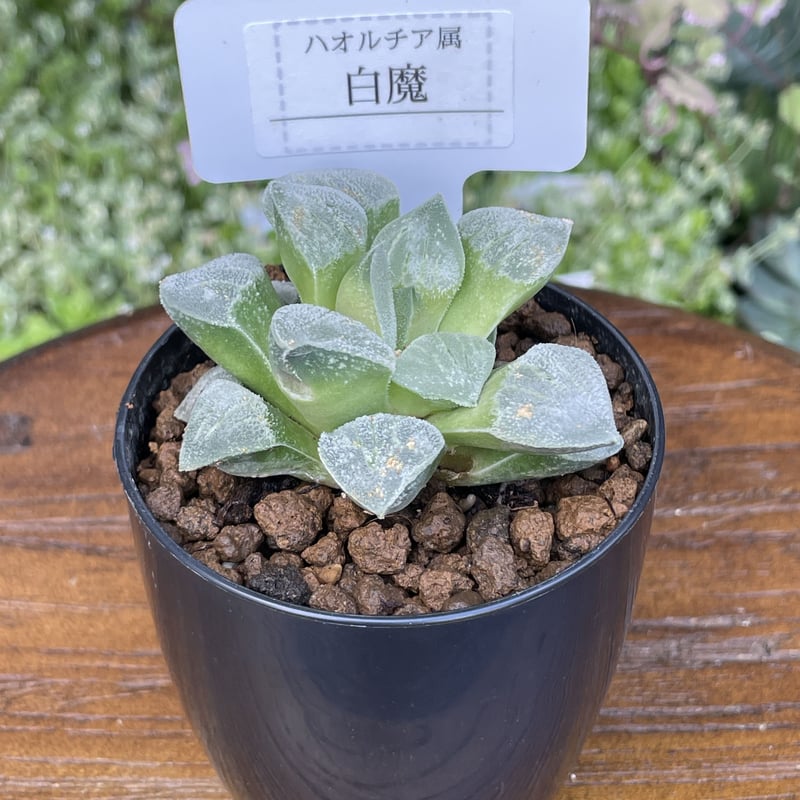 ハオルチア_魔界×ホワイトグール 希少多肉植物 ハオルチア属 白魔 2.5号 | きむらフローリスト