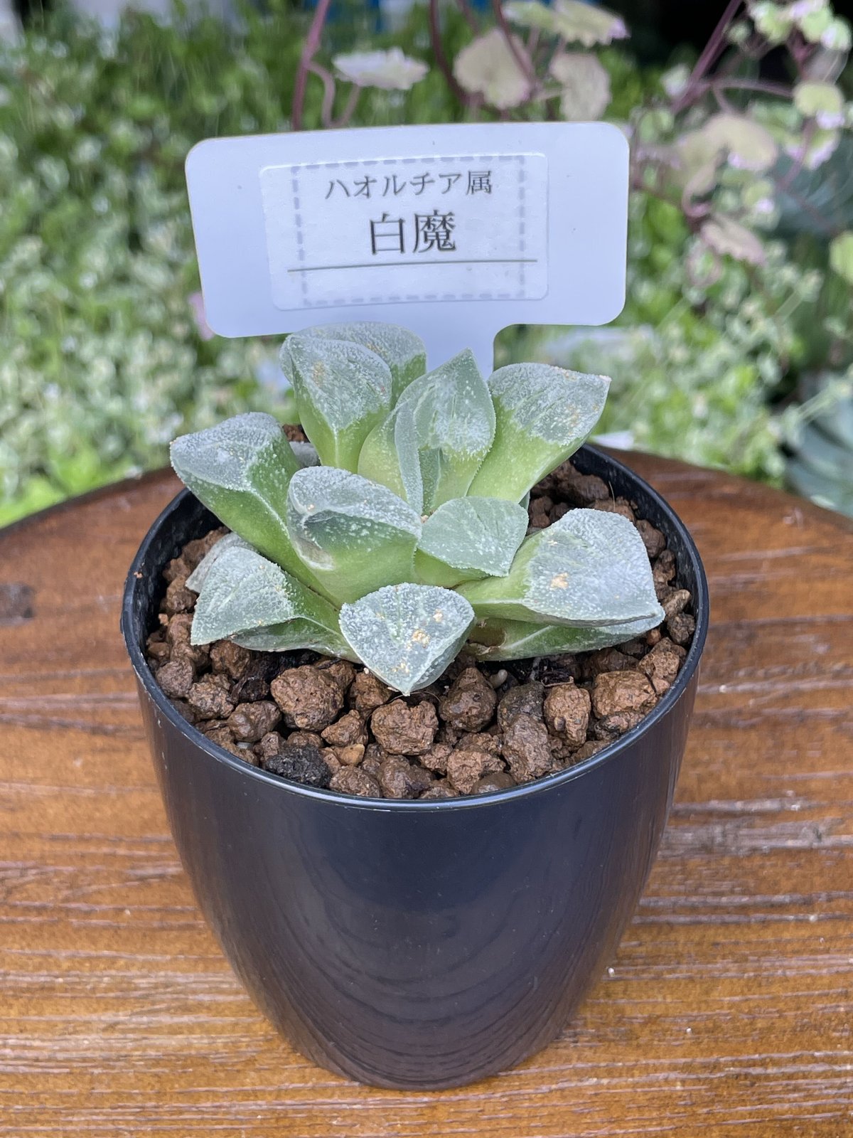 希少多肉植物 ハオルチア属 白魔 2.5号 | きむらフローリスト