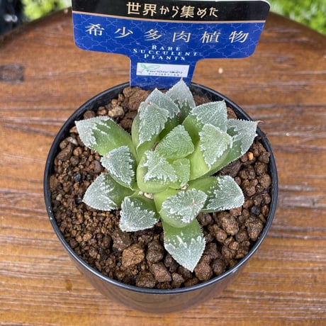 希少多肉植物　ハオルチア属　白帝城　2.5号
